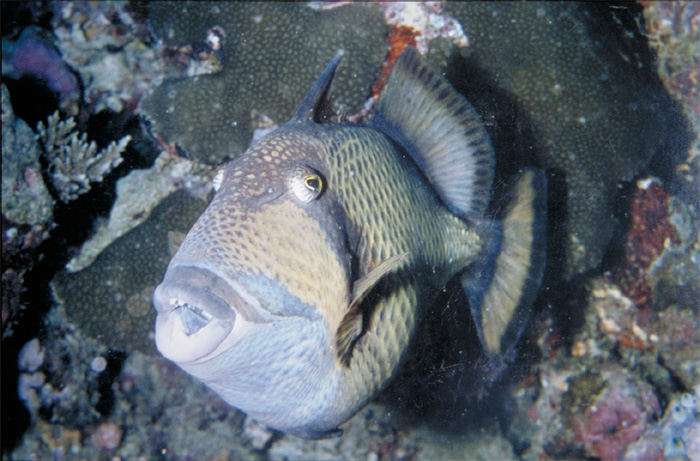 Unterwasser Fisch